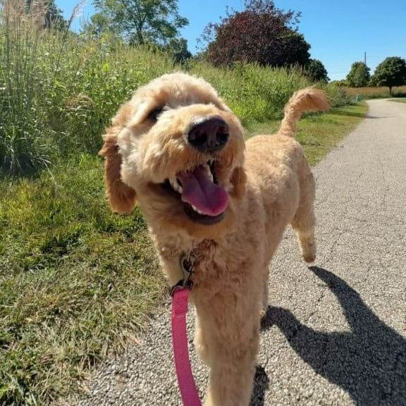 A cream goldendoodle trotting toward the camera along a sunlit paved neighborhood trail.