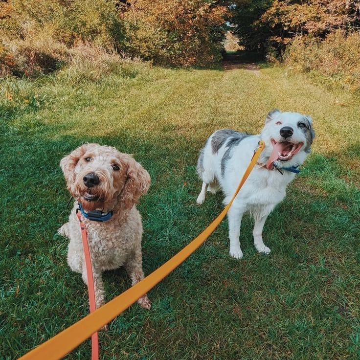 A goldendoodle and a merle collie sitting together on a grass trail, autumn foliage behind them.