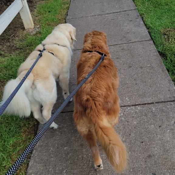 Two golden retrievers walking ahead along a residential sidewalk, their leashes running back to the walker behind them.